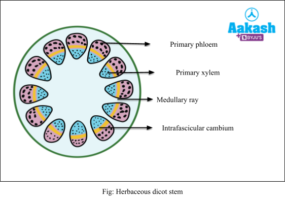 Herbaceous dicot stem