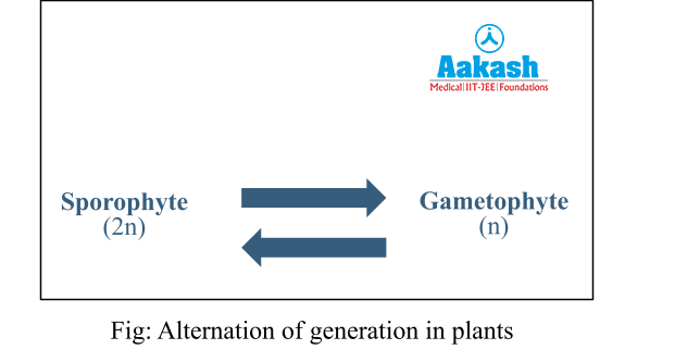 Alternation of generation in plants