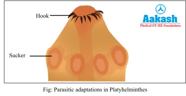 Parasitic adaptations in Platyhelminthes