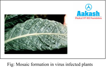 Mosaic Formation in Virus Infected Plants