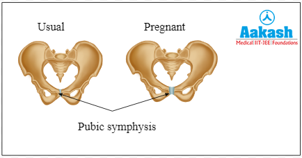 Action of relaxin on pubic symphysis