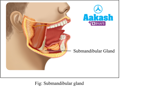 submandibular gland