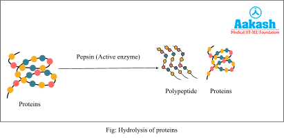 Hydrolysis of Proteins