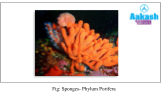 Sponges- Phylum Porifera