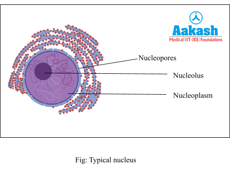 Typical nucleus