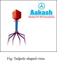 Tadpole Shaped Virus