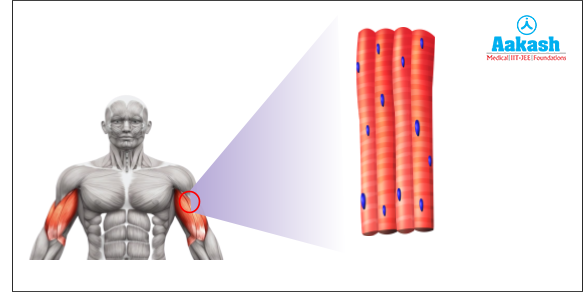 Skeletal muscle tissue