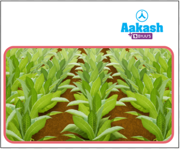 Over cultivation of crops can lead to soil erosion