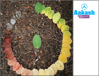 Fig: Delays senescence