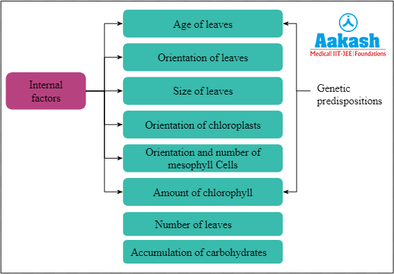  Internal factors affecting photosynthesis