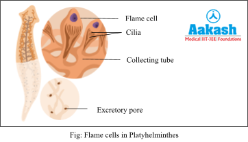 flame cells in platyhelminthes
