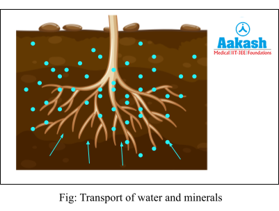 transport of water and minerals