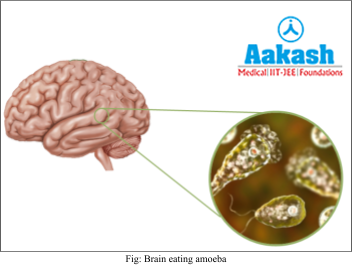 Brain eating amoeba