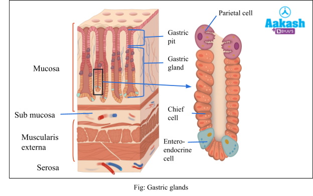 gastric glands