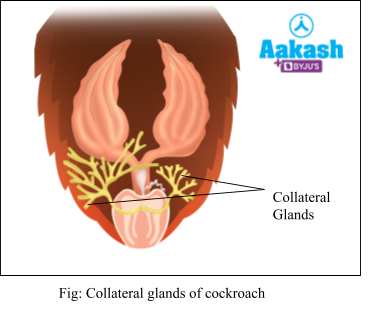  Collateral glands of cockroach
