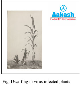 Dwarfing in virus infected plants