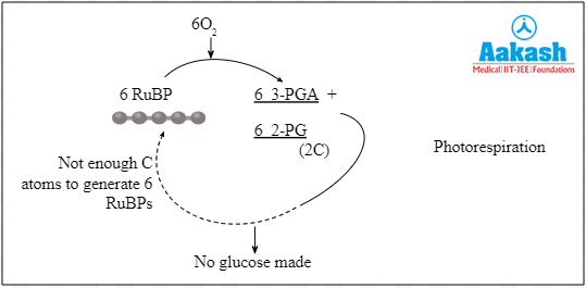  Photorespiration