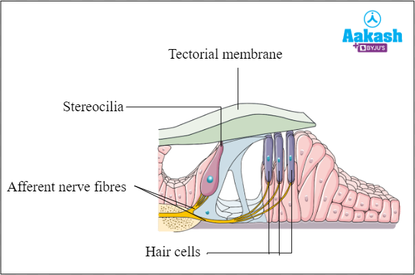 Fig: Organ of Corti