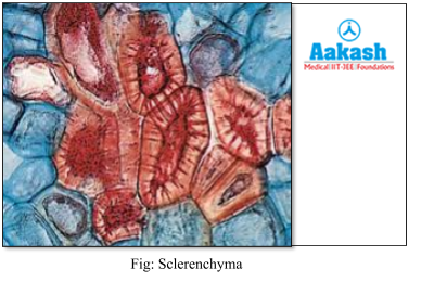 sclerenchyma