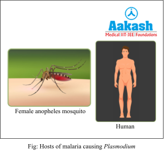 Hosts of malaria causing plasmodium