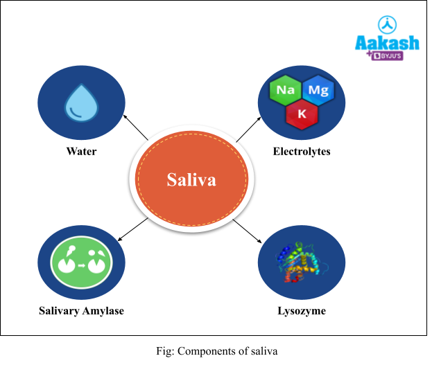 components of saliva
