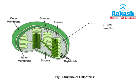 Structure of Chloroplast