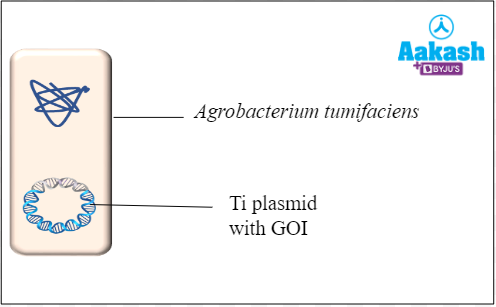 Fig: Agrobacterium with GOI