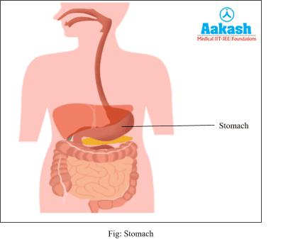 Stomach