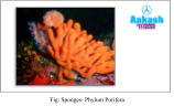 Sponges- Phylum Porifera