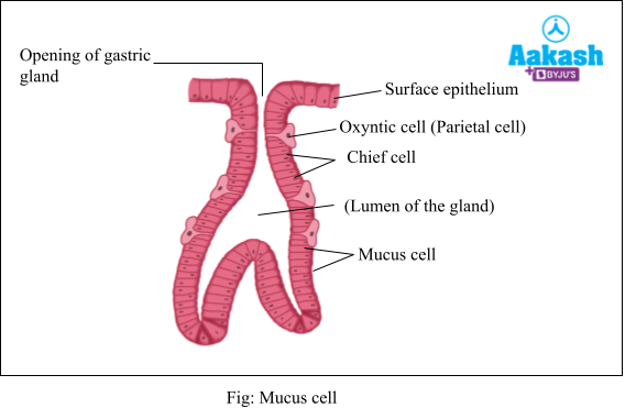 ​​​​​​mucus cell
