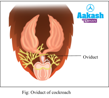 Oviduct of cockroach