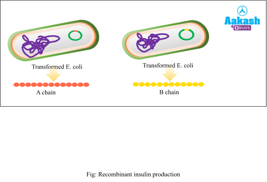 Recombinant insulin production