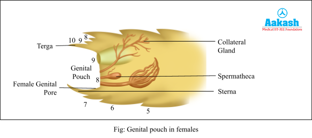 Genital pouch in females
