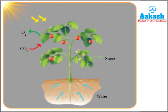 Release of oxygen during photosynthesis