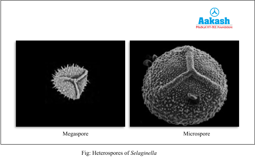 Heterospores of Selaginella