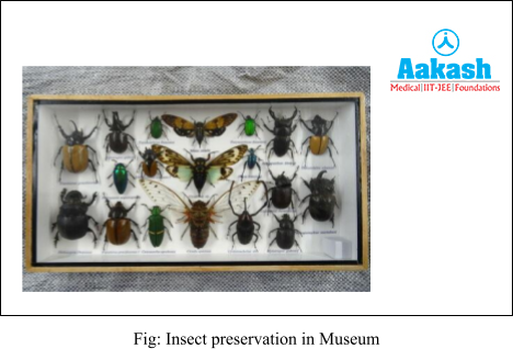 insect preservation in museum diagram