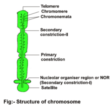 chromosome