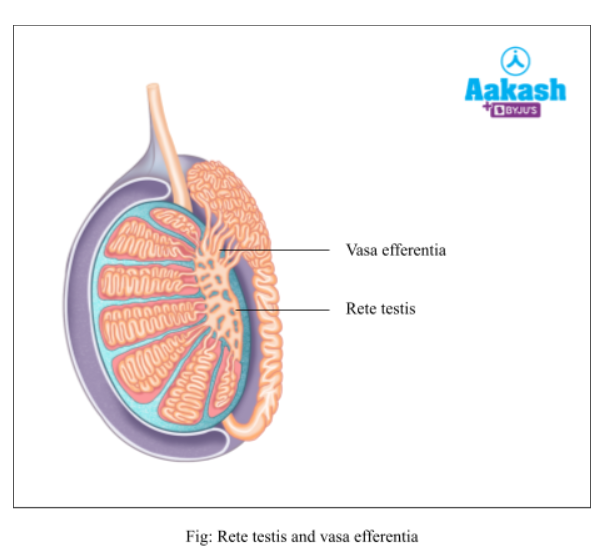 rete-testis