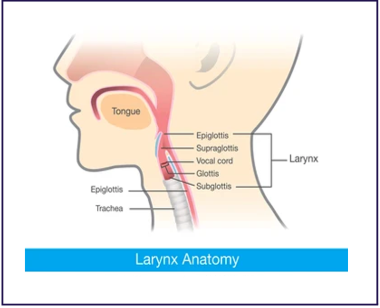 larynx-anatomy
