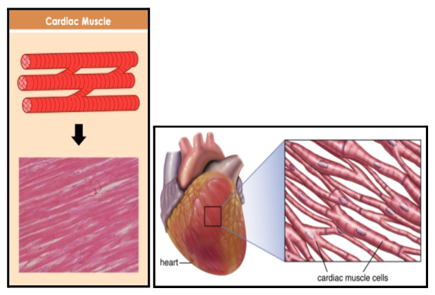 cardiac-muscle