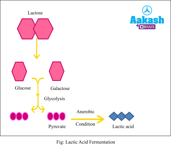 lactic acid fermentation