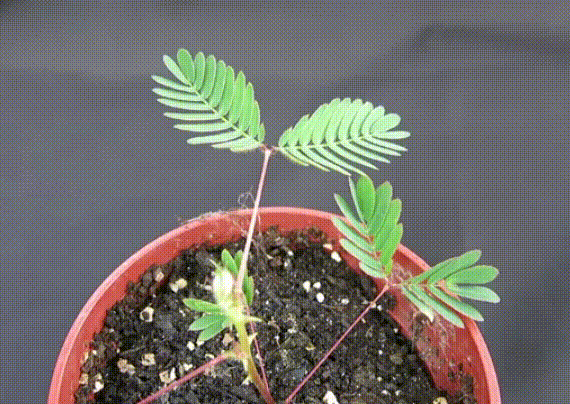 mimosa pudica