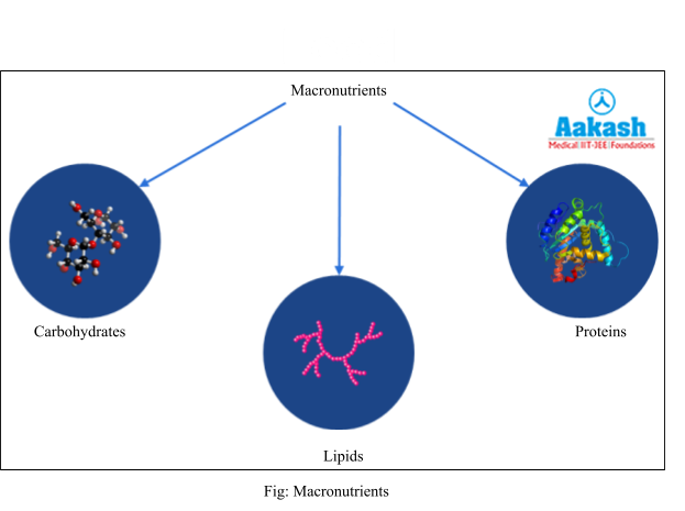 macronutrients