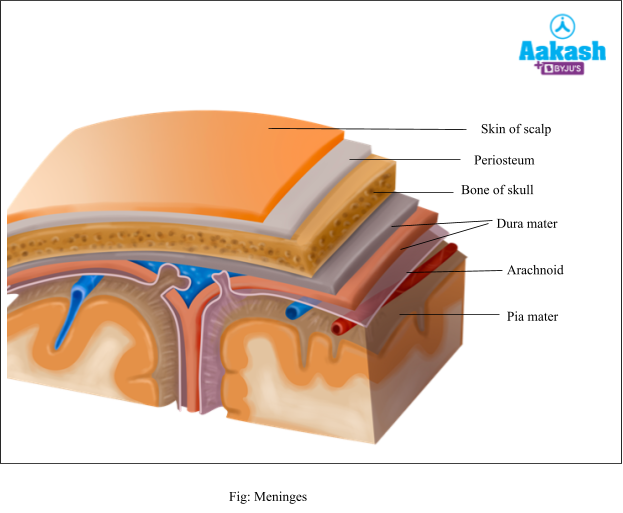 meninges