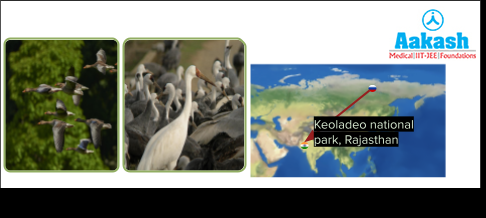 migratory birds and their route Diagram