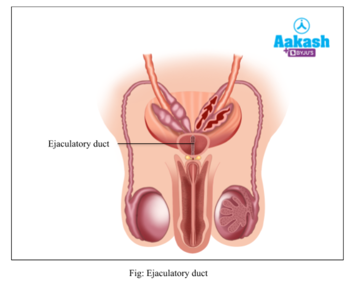 ejaculatory-duct