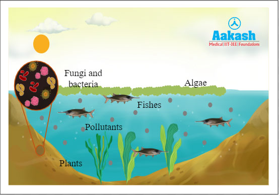 Natural treatment of wastewater by organisms present in the marshes