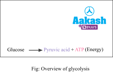 overview of glycolysis