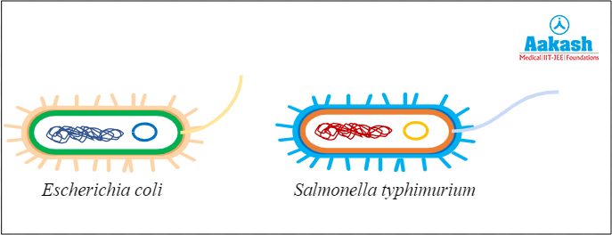 Bacteria taken for the experiment