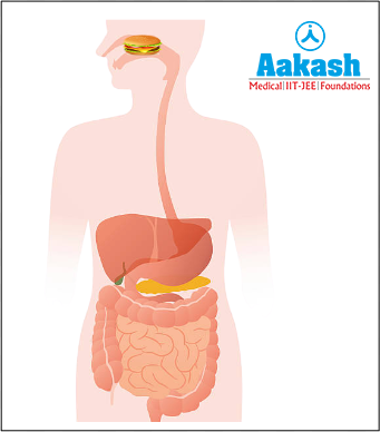 Peristalsis helps in the movement of food in the alimentary canal